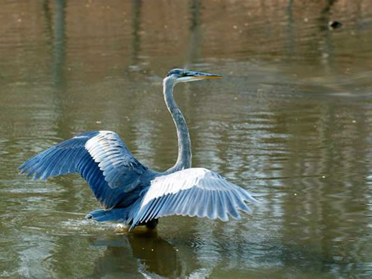 Blue Heron